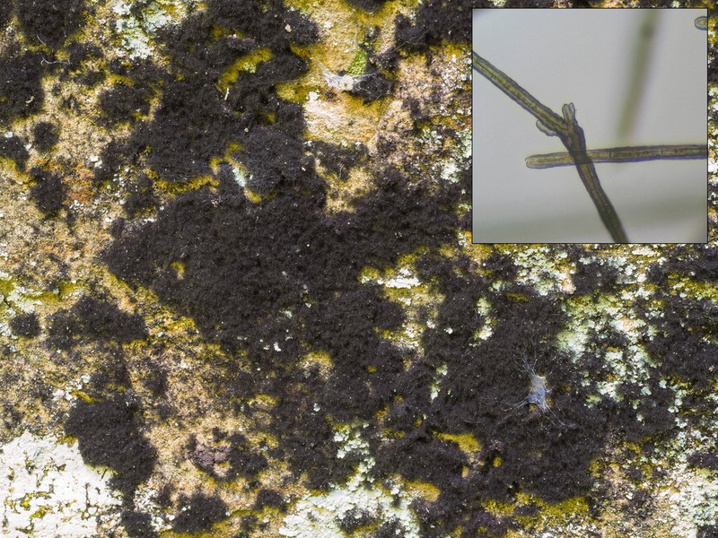 Racodium Lichen photo 4