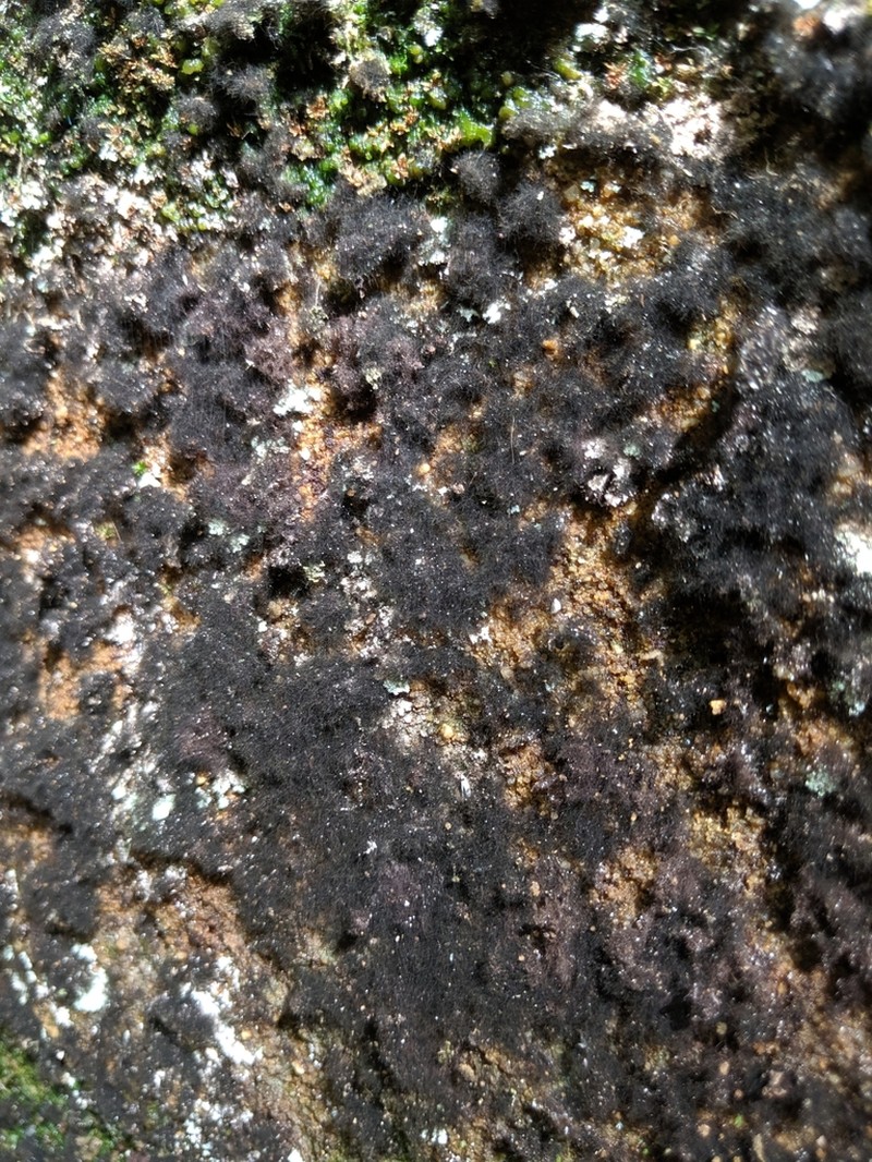 Racodium Lichen photo 5