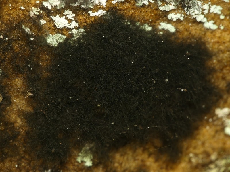 Racodium Lichen photo 6