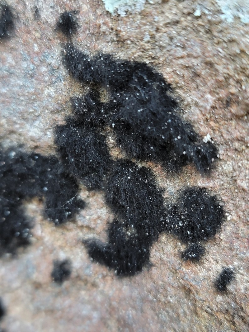 Racodium Lichen photo 7