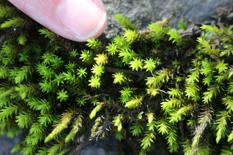 Racomitrium Moss