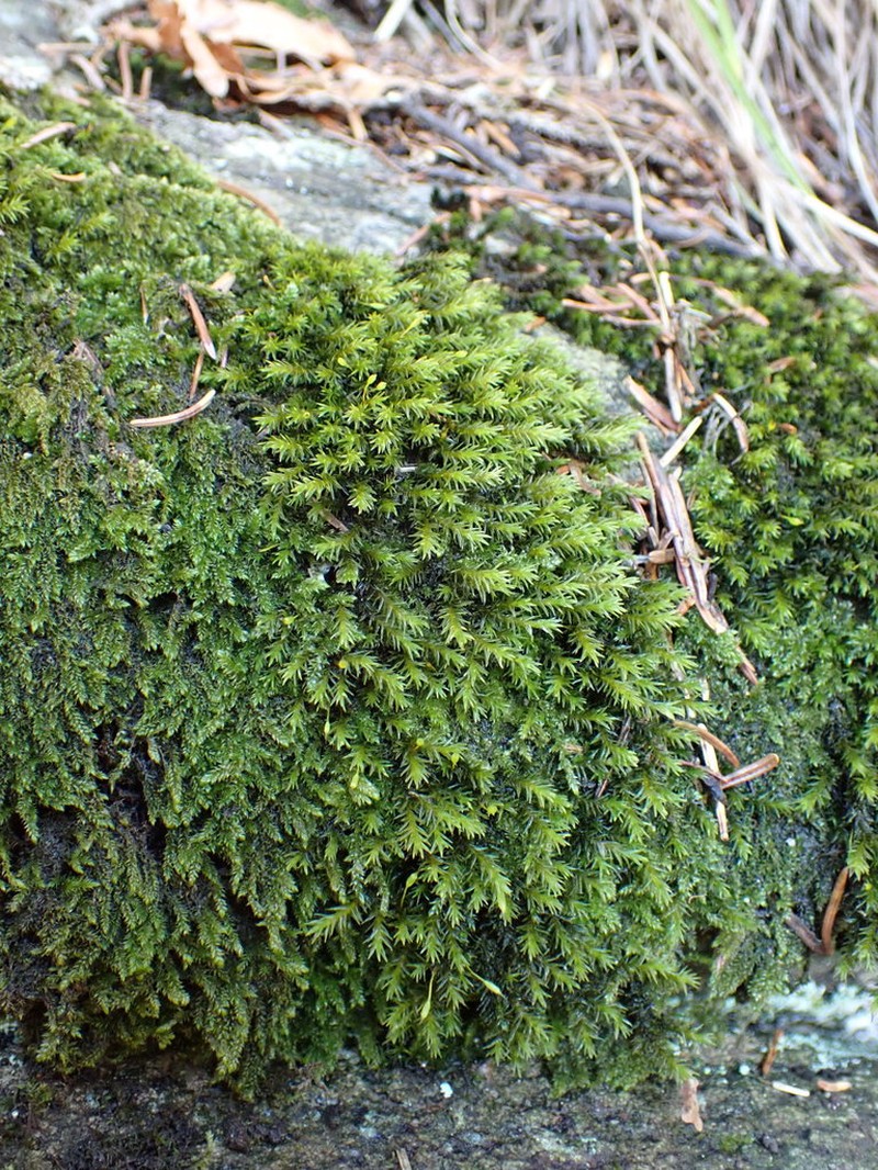 Racomitrium Moss photo 2