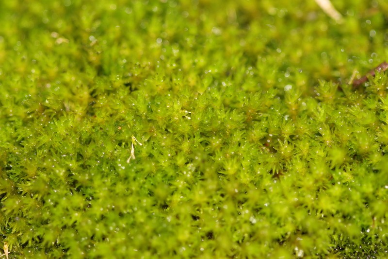 Racomitrium Moss photo 3