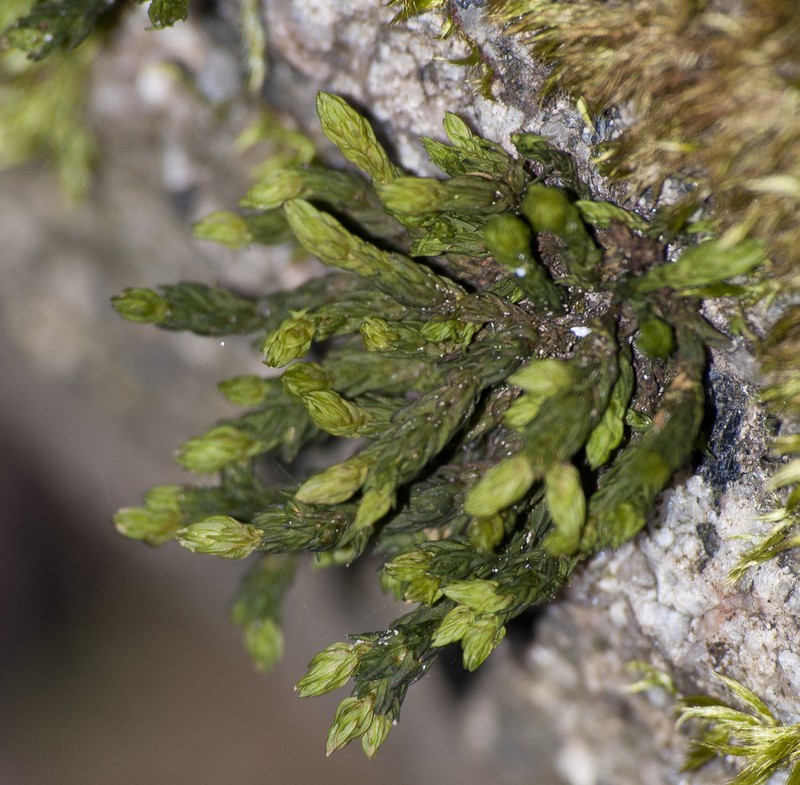 Racomitrium Moss photo 4