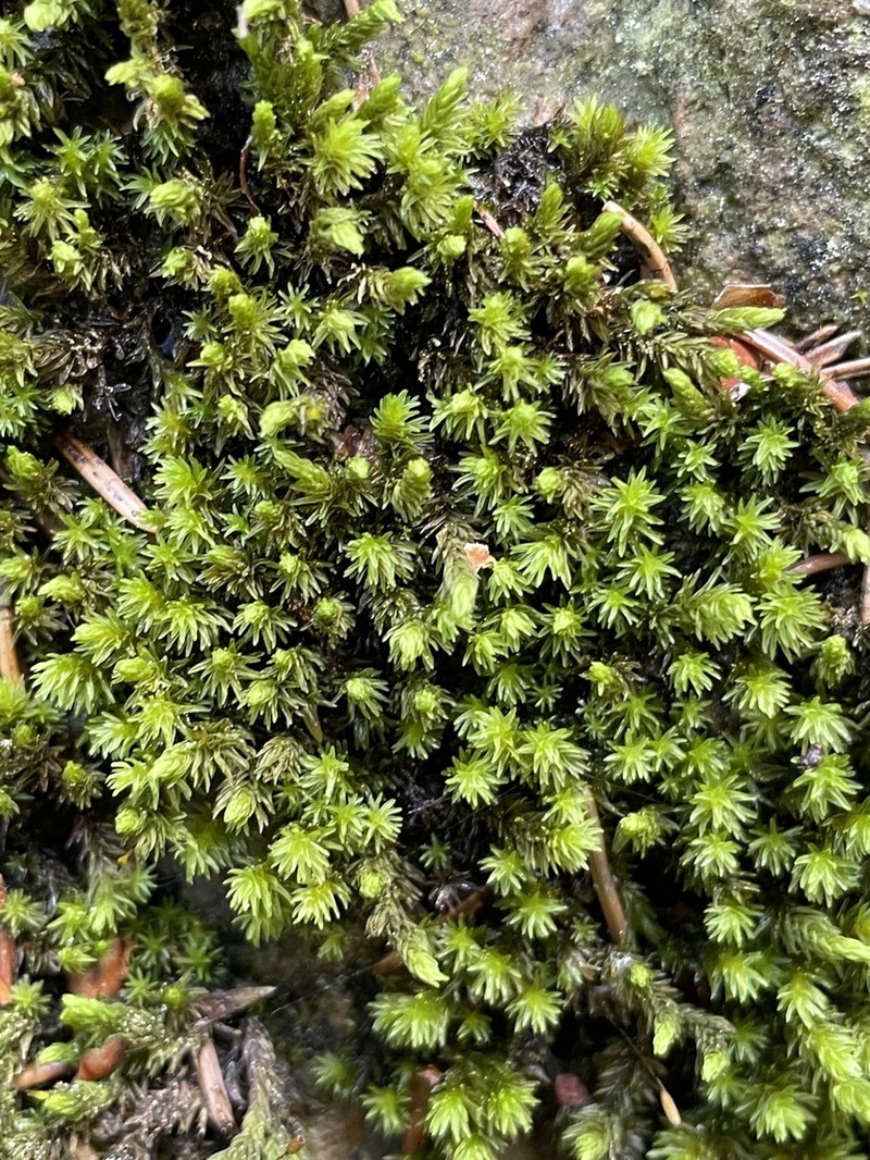 Racomitrium Moss photo 5