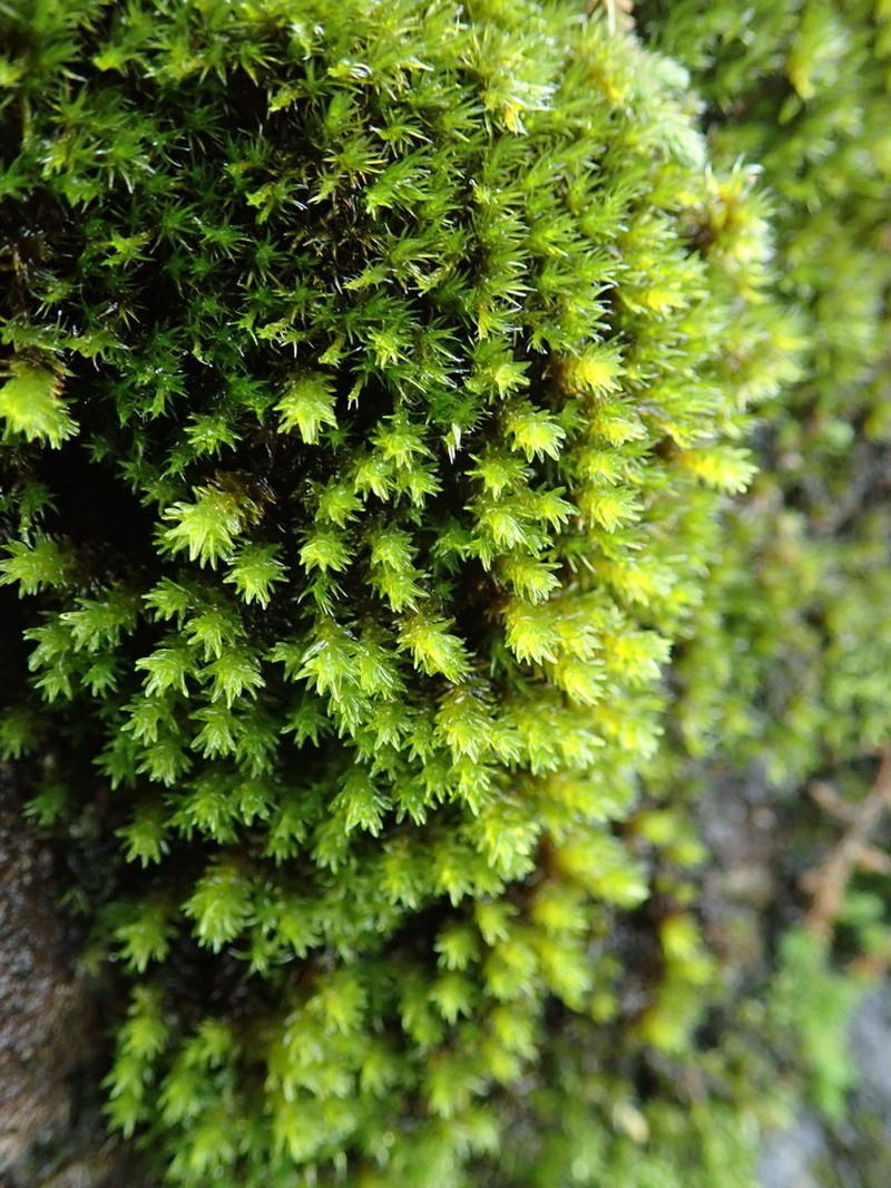 Racomitrium Moss photo 6