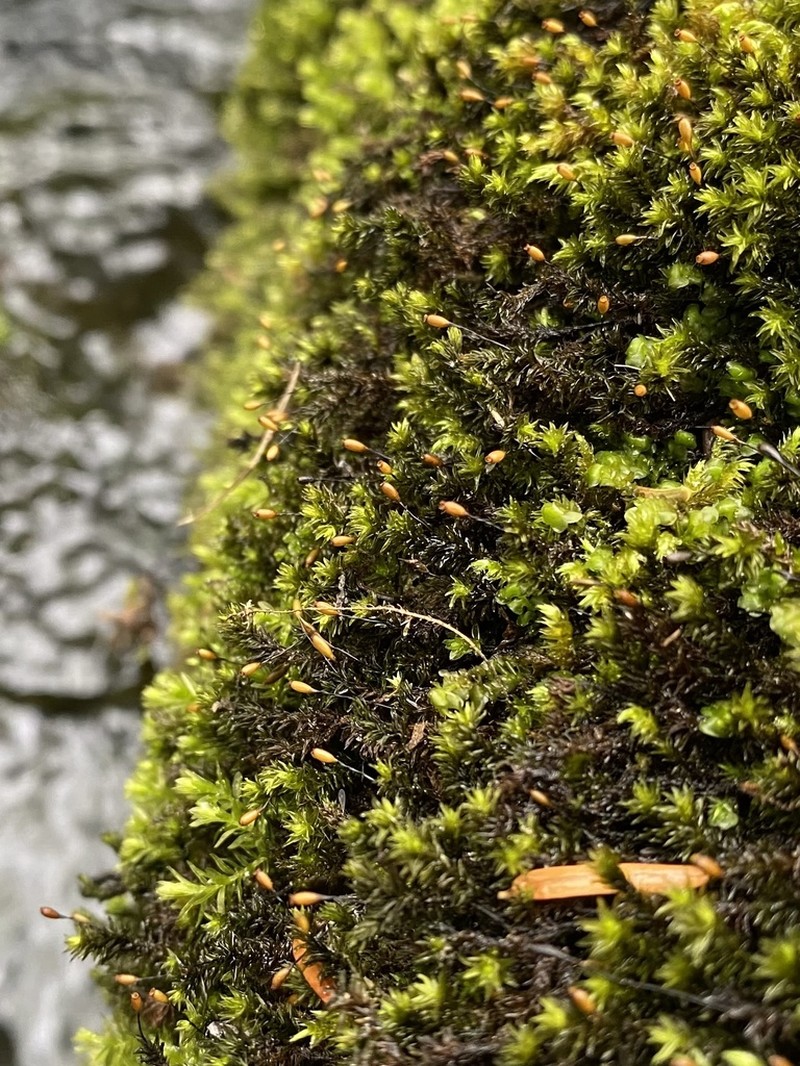 Racomitrium Moss photo 7