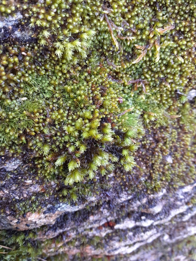 Racomitrium Moss photo 8