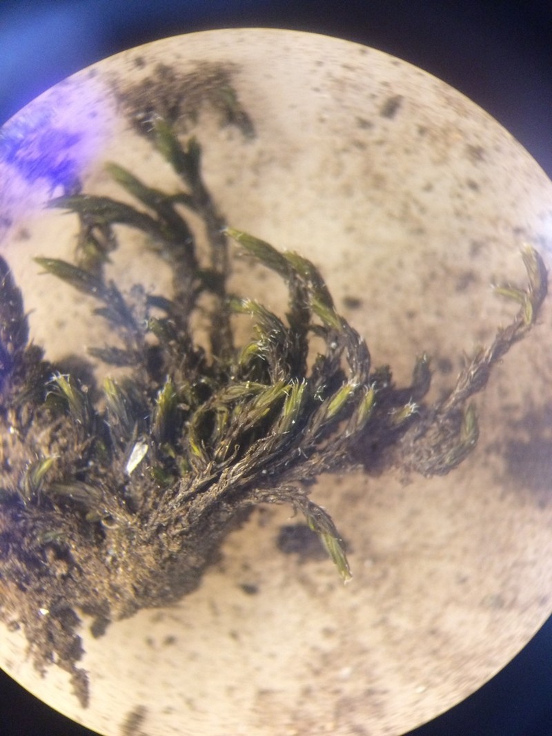 Racomitrium Moss