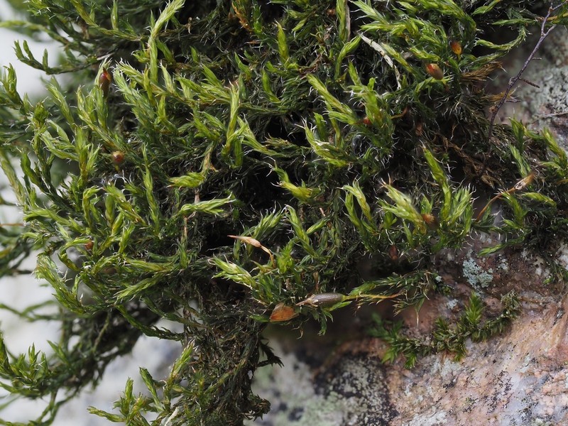 Racomitrium Moss photo 2