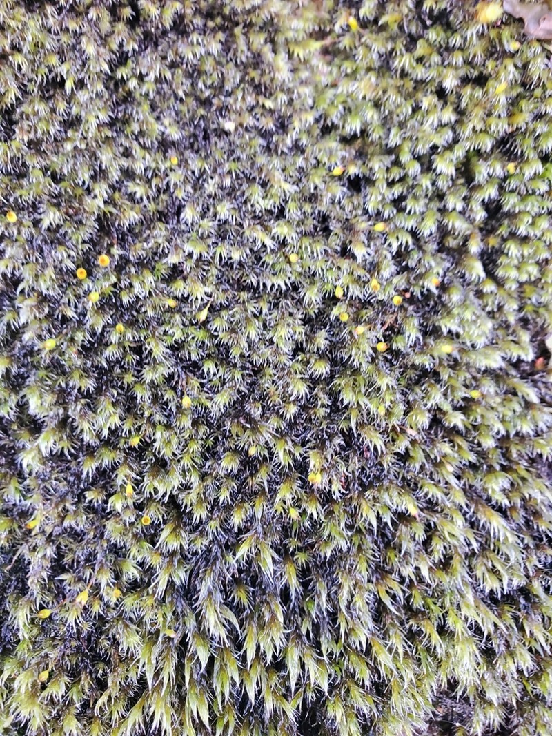 Racomitrium Moss photo 3