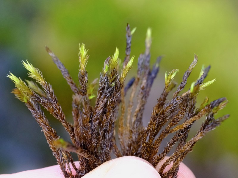 Racomitrium Moss photo 5
