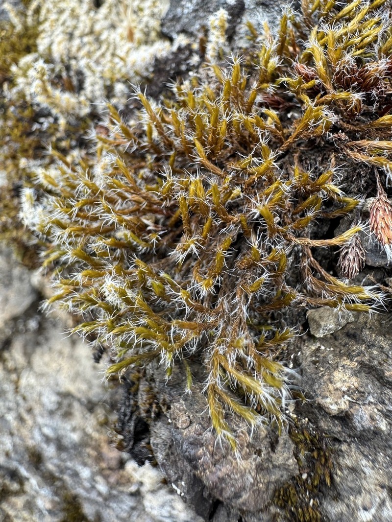 Racomitrium Moss photo 6