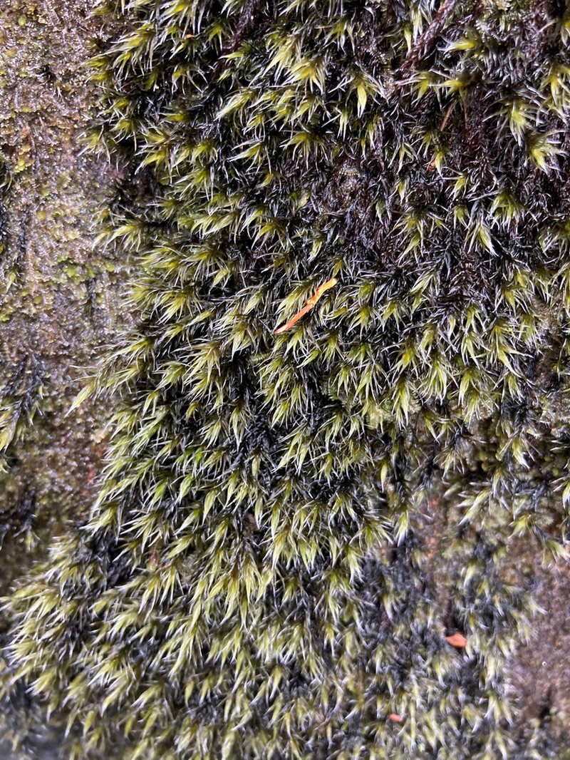 Racomitrium Moss photo 7