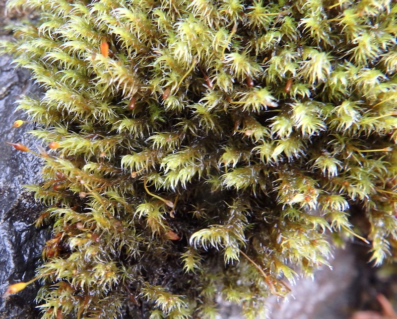 Racomitrium Moss photo 8