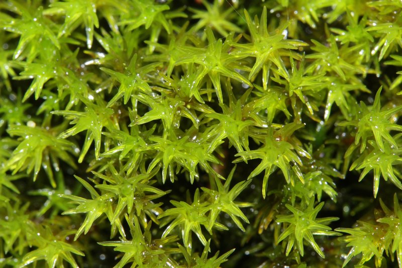 Aquatic Racomitrium Moss