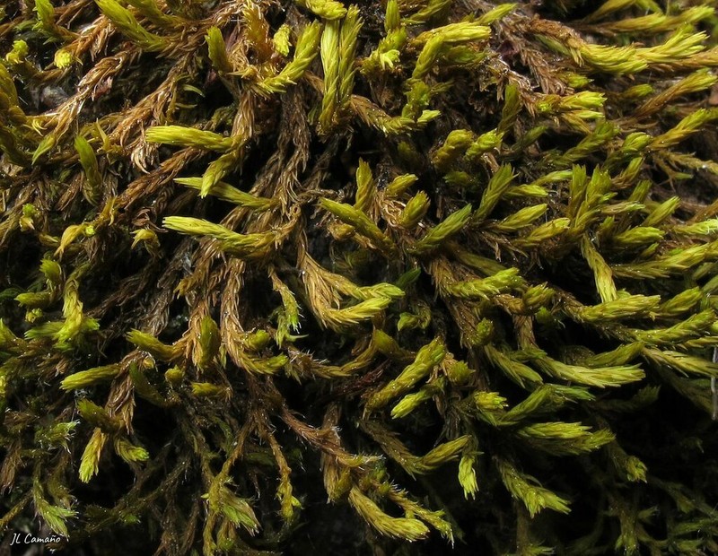 Aquatic Racomitrium Moss