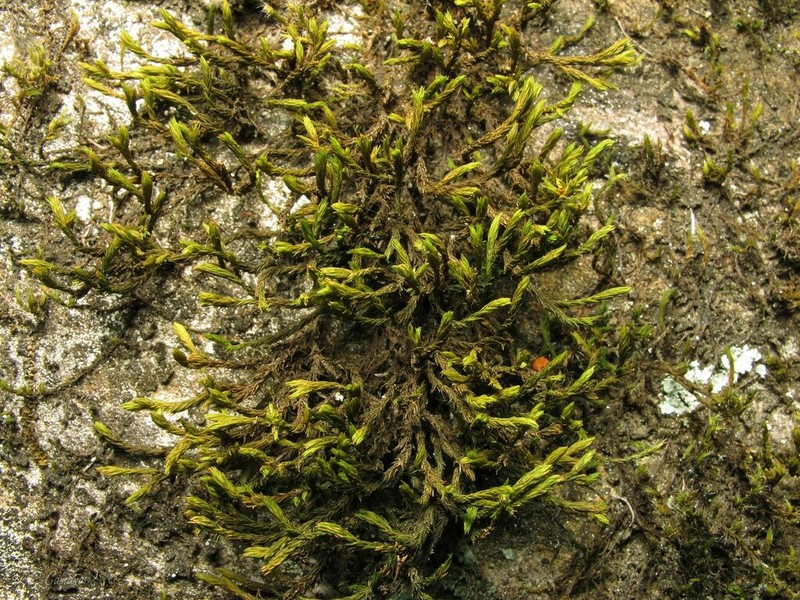 Aquatic Racomitrium Moss photo 2