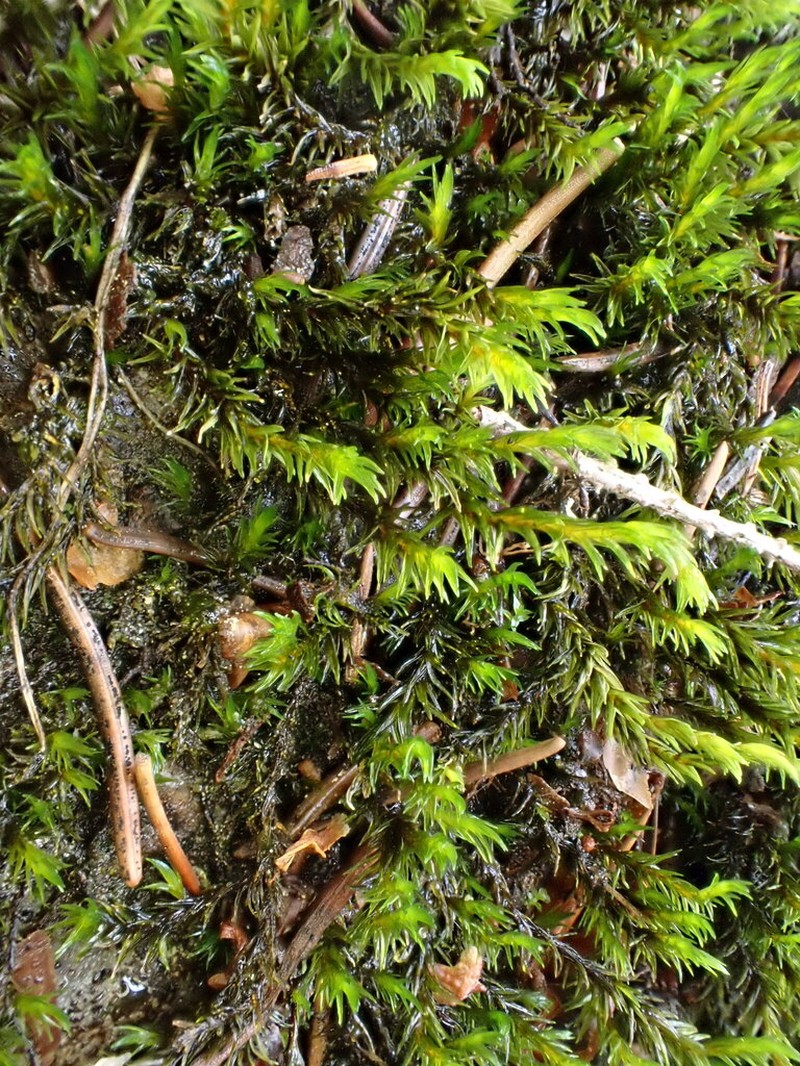 Aquatic Racomitrium Moss photo 3