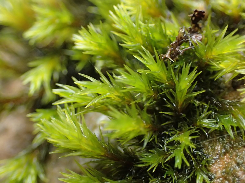 Aquatic Racomitrium Moss photo 4