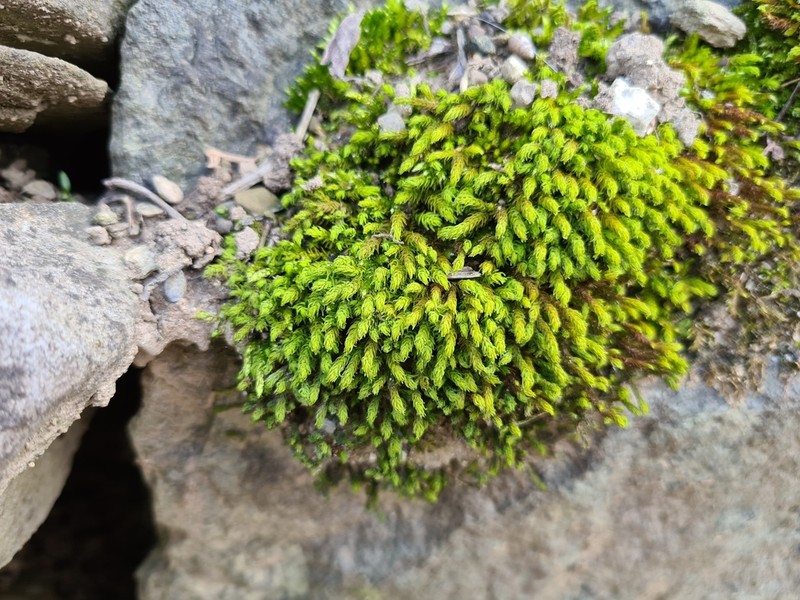 Aquatic Racomitrium Moss photo 5