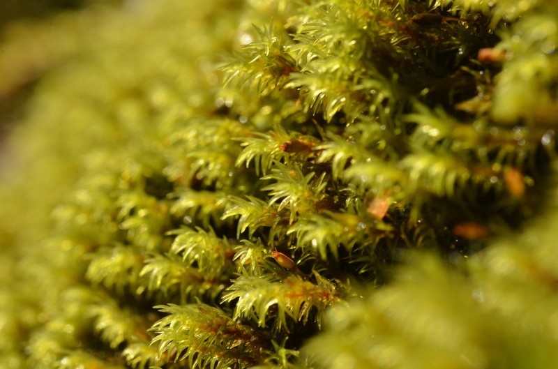 Aquatic Racomitrium Moss photo 6