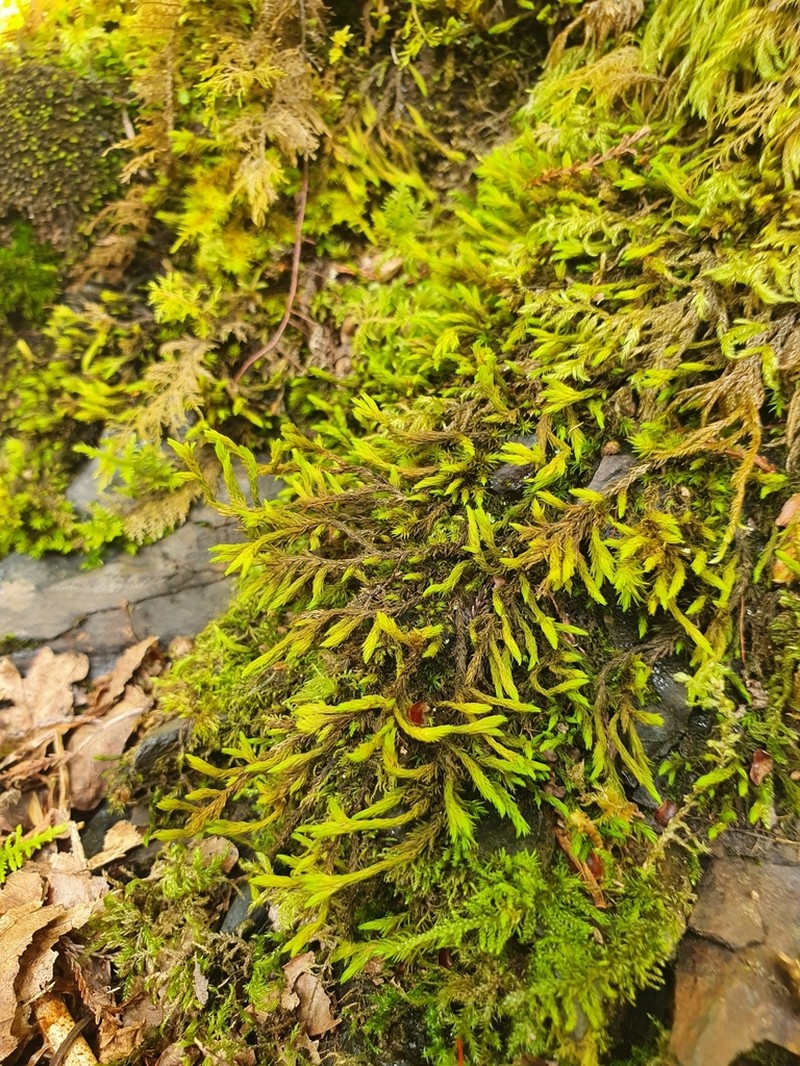 Aquatic Racomitrium Moss photo 7