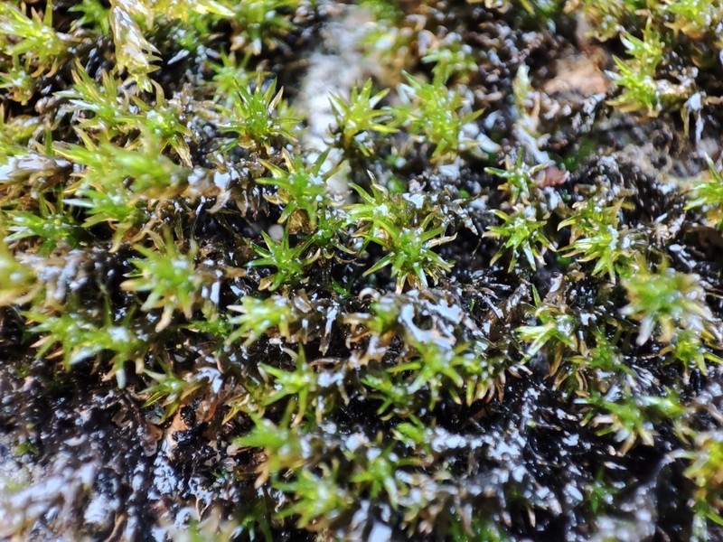 Aquatic Racomitrium Moss photo 8