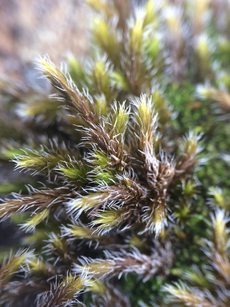 Racomitrium Moss photo 2