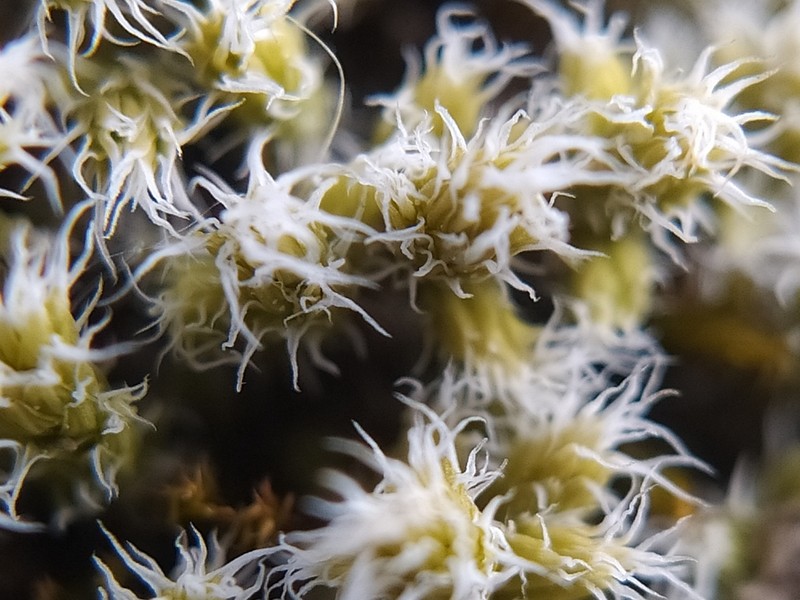 Racomitrium Moss