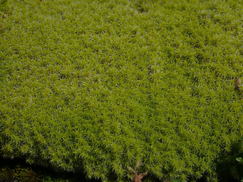 Racomitrium Moss photo 2