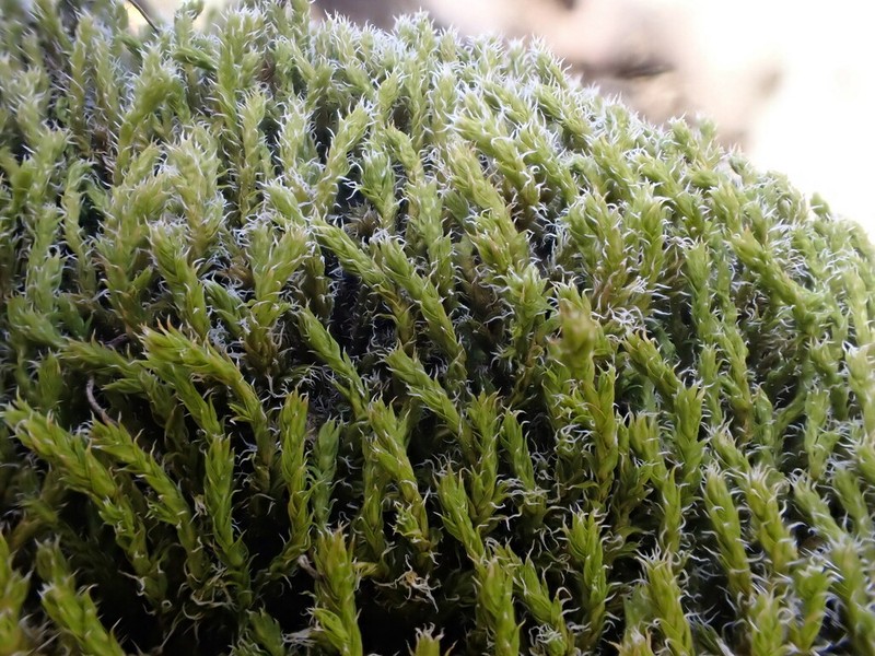 Racomitrium Moss photo 3
