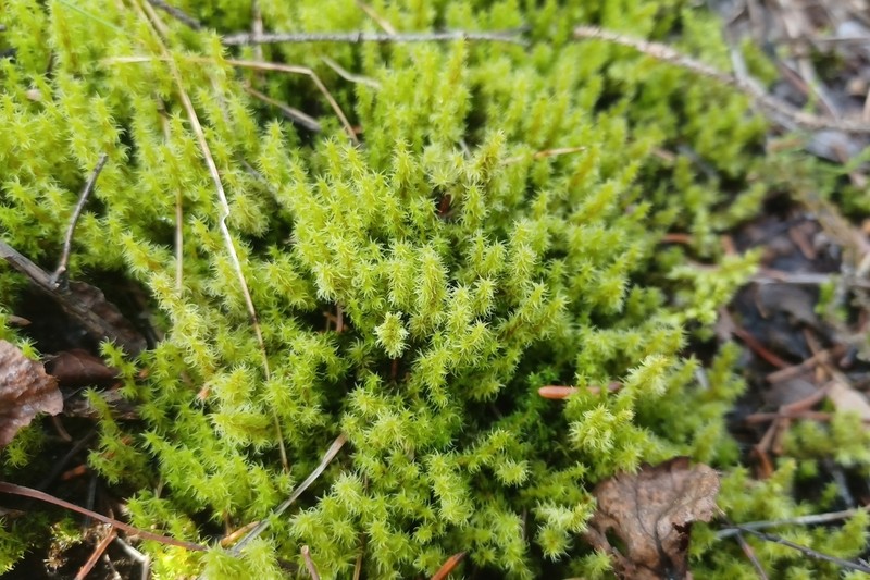 Racomitrium Moss photo 4