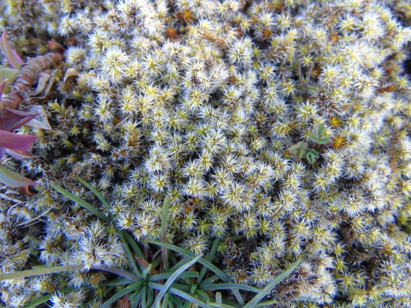 Racomitrium Moss photo 5