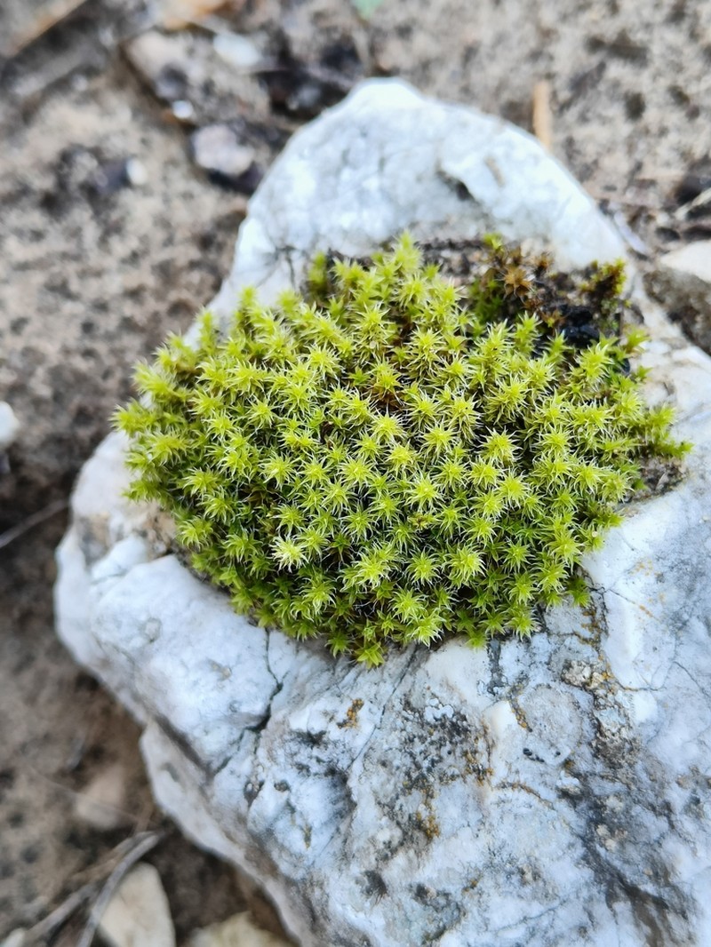 Racomitrium Moss photo 6