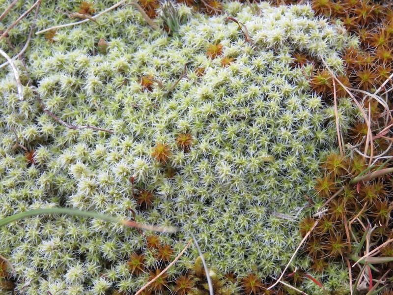 Racomitrium Moss photo 7