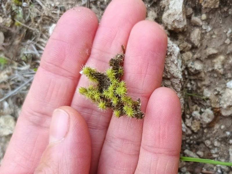 Racomitrium Moss photo 8