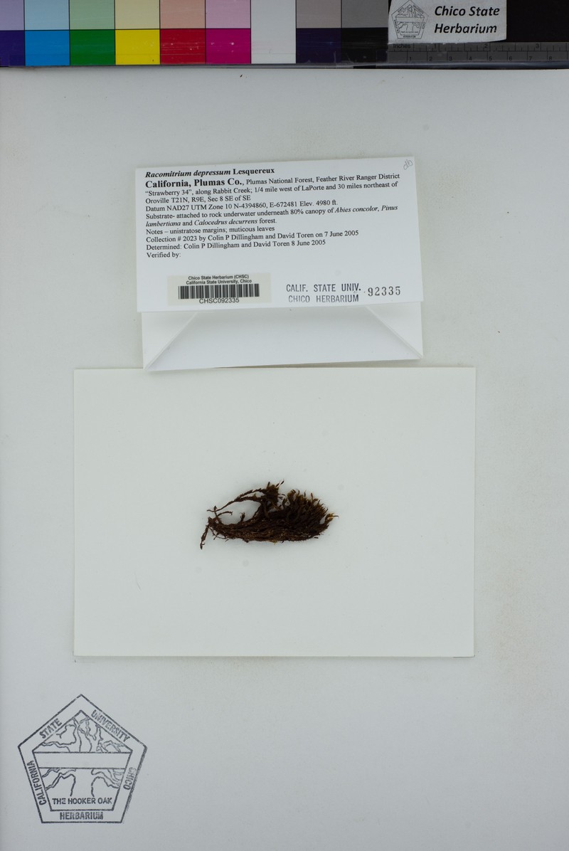 Racomitrium Moss