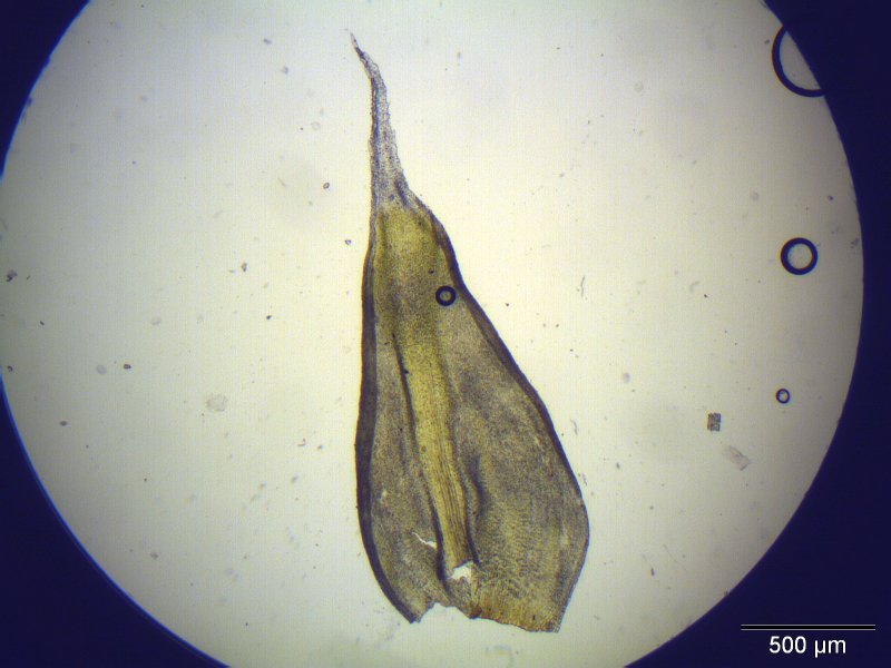 Elongate Racomitrium Moss