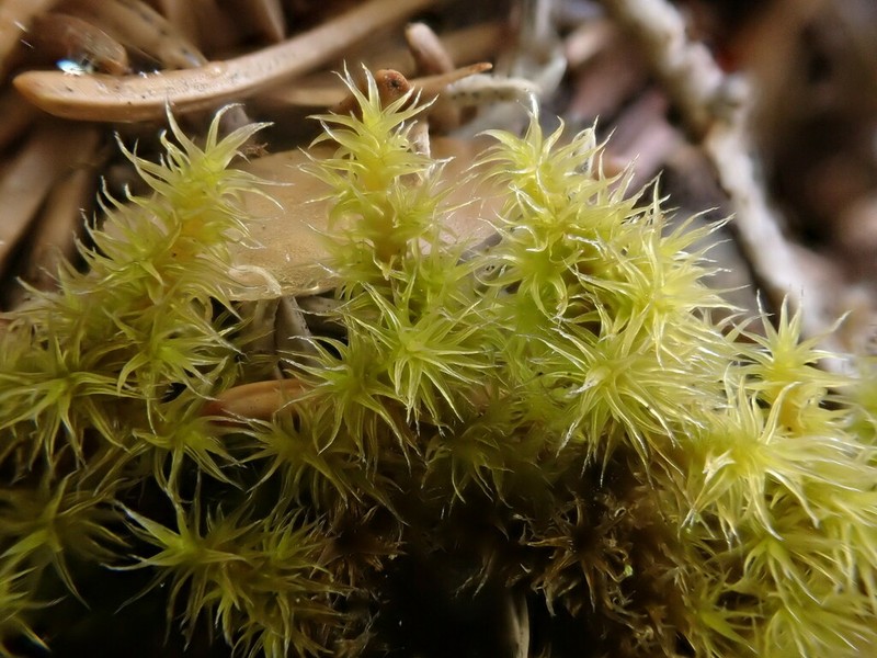 Elongate Racomitrium Moss