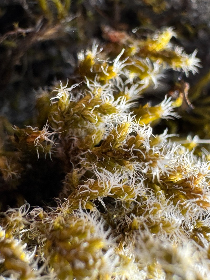 Elongate Racomitrium Moss photo 2