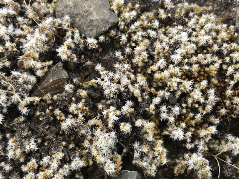 Elongate Racomitrium Moss photo 3