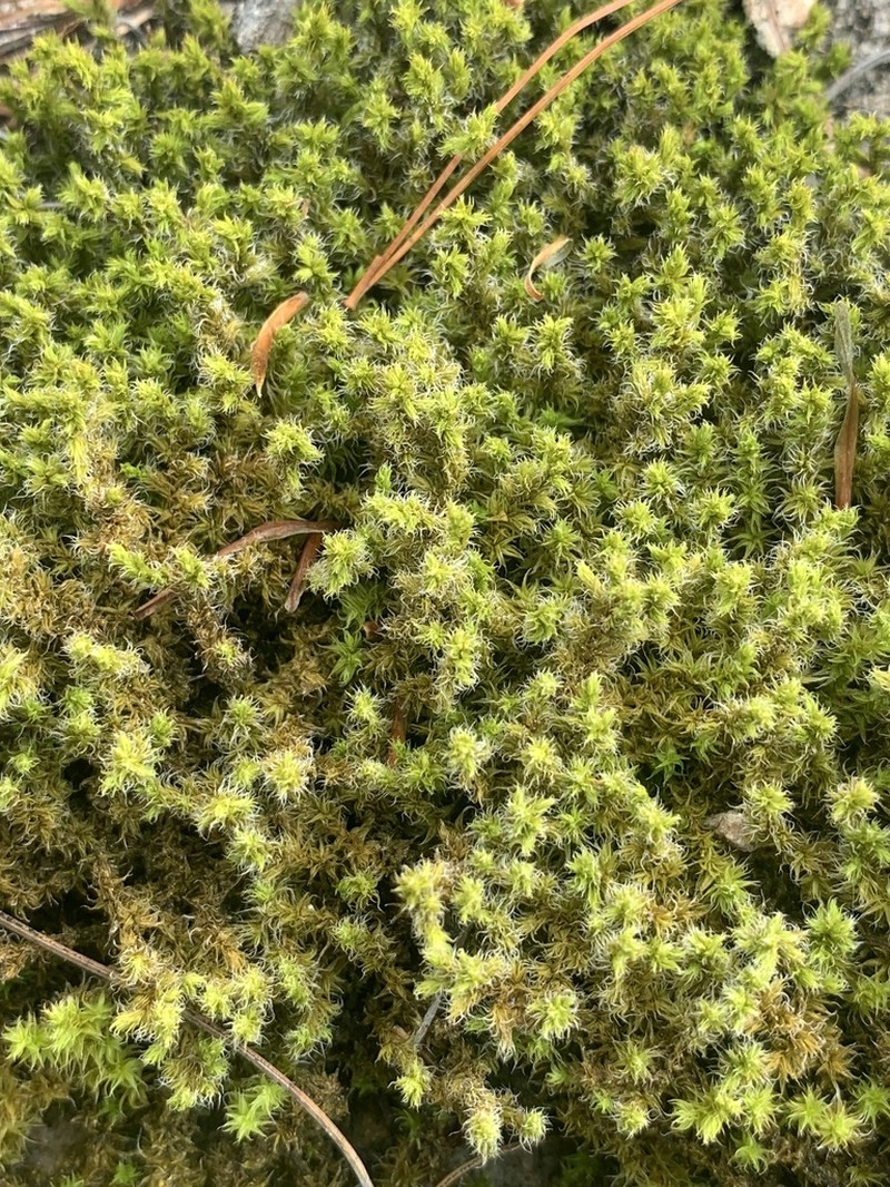 Elongate Racomitrium Moss photo 4