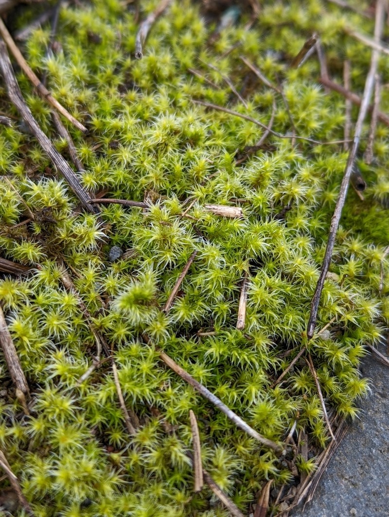 Elongate Racomitrium Moss photo 5