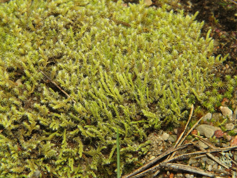 Elongate Racomitrium Moss photo 7