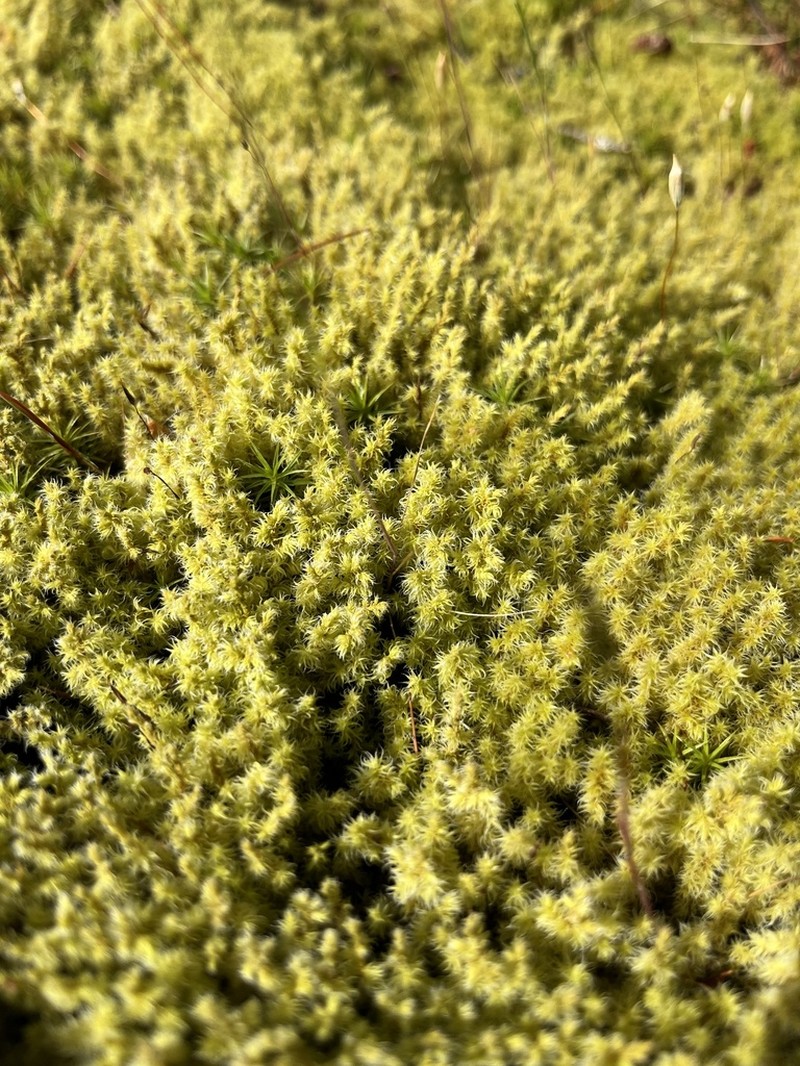 Elongate Racomitrium Moss photo 8