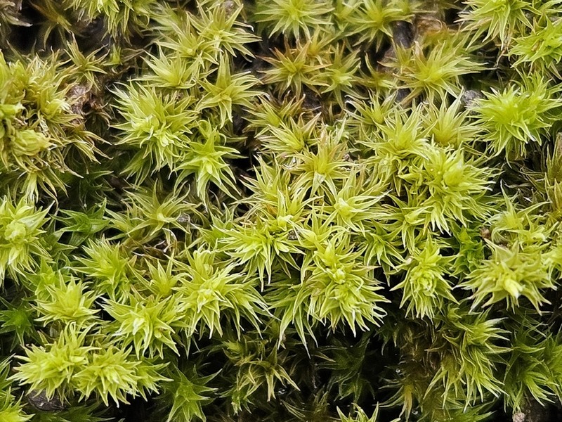 Racomitrium Moss