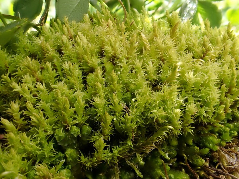 Racomitrium Moss photo 2