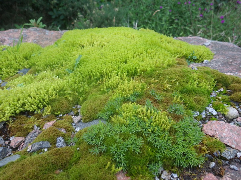 Racomitrium Moss photo 3