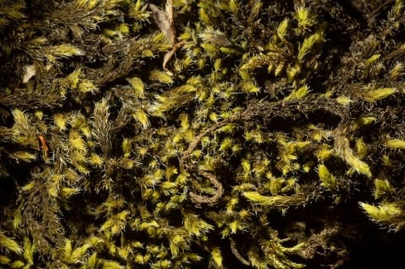 Racomitrium Moss photo 4